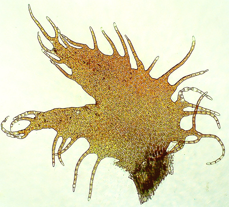 Ptilidium ciliare